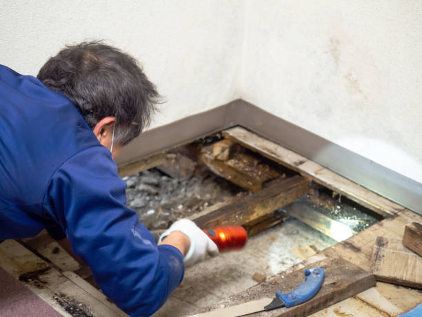 Professional Mold Removal in Central Square, NY