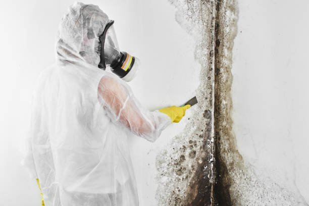 Best Affordable Mold Removal  in Central Square, NY