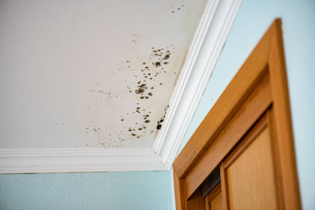 Crawl Space Mold Removal in Central Square, NY