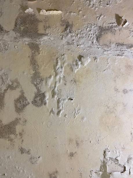 Best Professional Mold Removal  in Central Square, NY