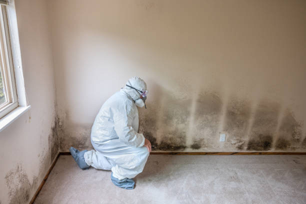 Best Emergency Mold Removal  in Central Square, NY