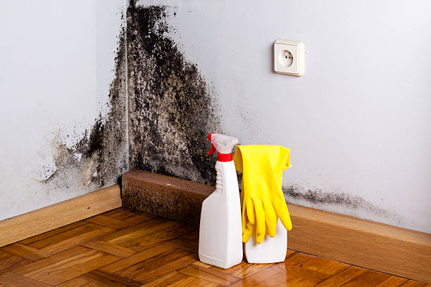 Best Mold Damage Repair  in Central Square, NY