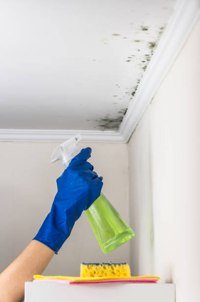Best Local Mold Removal Service  in Central Square, NY